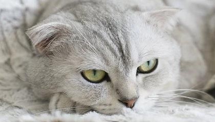 牌桌激战！动漫角色如何把扑克玩成热血竞技